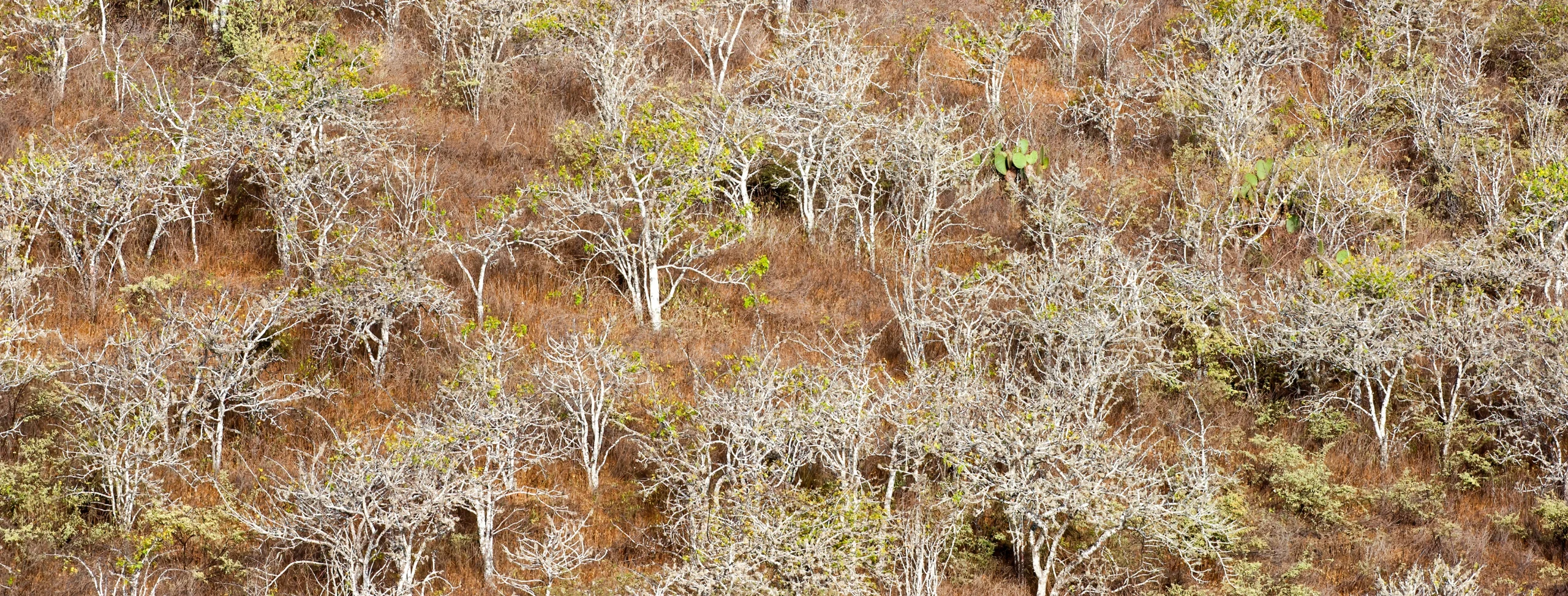 Forêt de Bursera graveolens sur les îles Galapagos