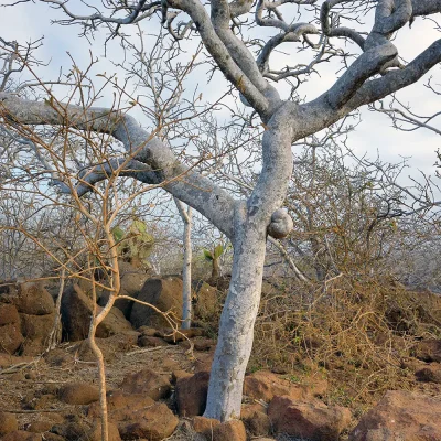 Arbre de Palo Santo ou Bursera graveolens